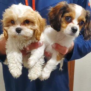 Buy One Shirt Get One Half Price,buy 2 Get 1 Free (Lesser Value)